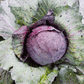 Red Acre Cabbage Seeds, 250 Heirloom Seeds Per Packet, Non GMO Seeds