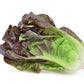 Red Romaine Lettuce Seeds, 1000+ Heirloom Seeds Per Packet, Non GMO Seeds