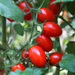 Roma Heirloom Tomato Seeds, 300 Heirloom Seeds Per Packet, Non GMO Seeds, Botanical Name: Solanum lycopersicum