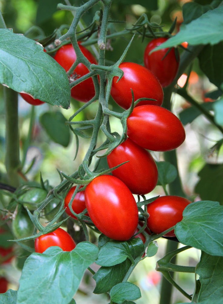 Roma Heirloom Tomato Seeds, 300 Heirloom Seeds Per Packet, Non GMO Seeds, Botanical Name: Solanum lycopersicum
