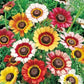 Painted Daisy Chrysanthemum, 1000 Flower Seeds Per Packet