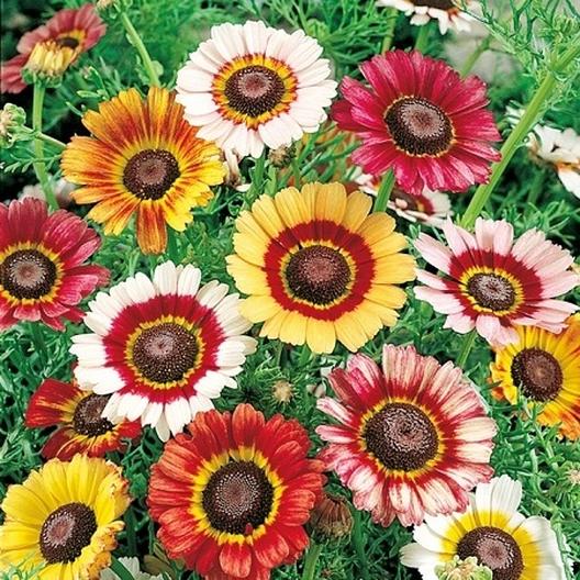 Painted Daisy Chrysanthemum, 1000 Flower Seeds Per Packet