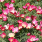 California Poppy "Carmine", 1000 Flower Seeds Per Packet
