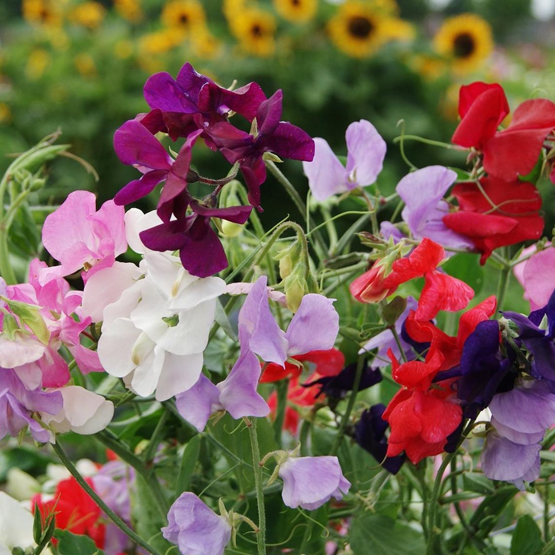 Royal Sweet Pea Mix, 25 Flower Seeds Per Packet