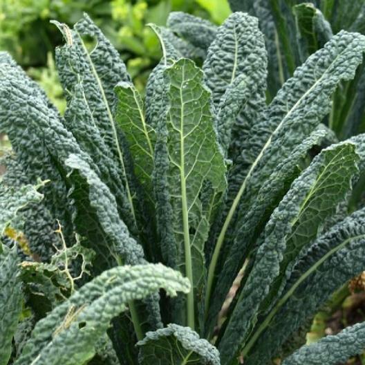 Lacinato Kale Seeds, 500 Heirloom Seeds Per Packet, Non GMO Seeds