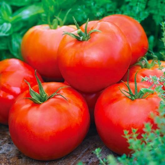 Ace 55 Heirloom Tomato Seeds, 150 Seeds Per Packet, Non GMO Seeds