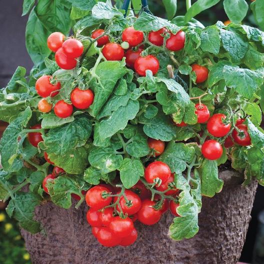 Tiny Tim Tomatoes, 100 Heirloom Seeds Per Packet, Non GMO Seeds