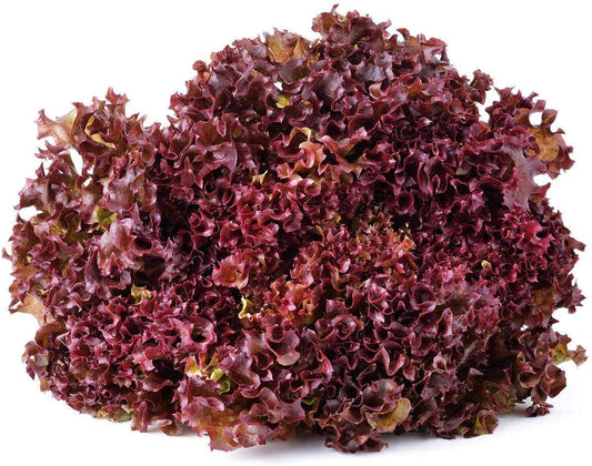 Salad Bowl Red Leaf Lettuce, 1000 Heirloom Seeds Per Packet, Non GMO Seeds