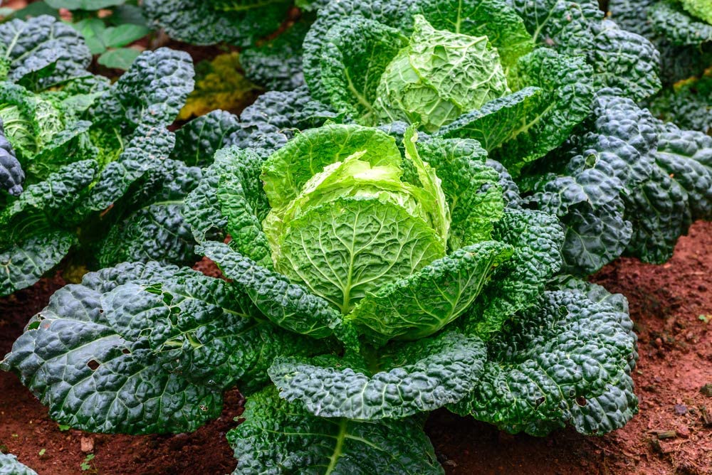 Savoy Cabbage Seeds, 500 Heirloom Seeds Per Packet, Non GMO Seeds