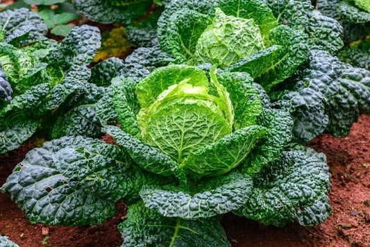 Savoy Cabbage Seeds, 500 Heirloom Seeds Per Packet, Non GMO Seeds