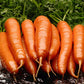 Scarlet Nantes Carrot Seeds, 500+ Heirloom Seeds Per Packet, Non GMO Seeds