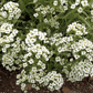Alyssum Sweet Carpet of Snow, 1500 Flower Seeds Per Packet