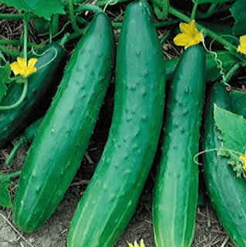 Garden Sweet Burpless Cucumber Seeds, 100+ Heirloom Seeds Per Packet, Non GMO Seeds
