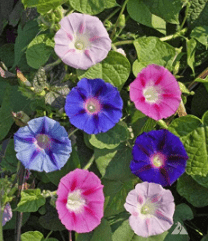 Tall Morning Glory, 100 Flower Seeds Per Packet
