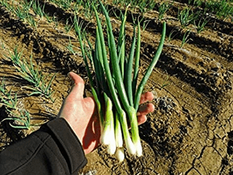 Tokyo Long White Bunching Onion, 300 Heirloom Seeds Per Packet, Non GMO Seeds