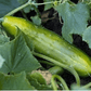 Poinsett 76 Cucumber, 100 Seeds Per Packet, Non GMO Seeds