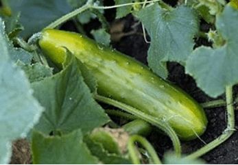 Poinsett 76 Cucumber, 100 Seeds Per Packet, Non GMO Seeds