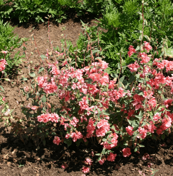 Clarkia Elegant Light Salmon , 1000 Flower Seeds Per Packet