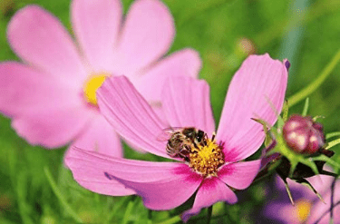 Cosmos Dwarf Pink, 750 Flower Seeds Per Packet