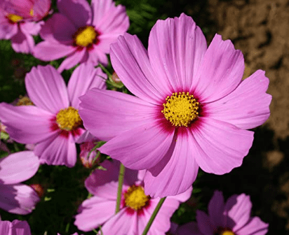 Cosmos Dwarf Pink, 750 Flower Seeds Per Packet