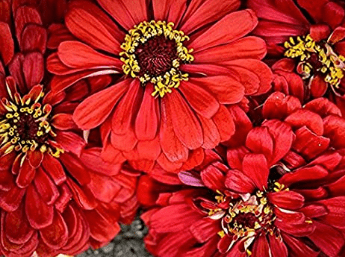Will Rogers Red Zinnias, 50 Flower Seeds Per Packet