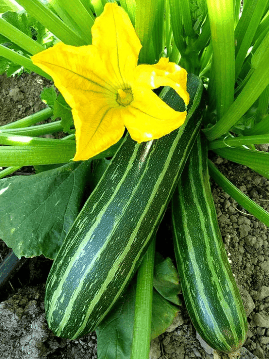 Cocozelle Squash/Zucchini, 30 Heirloom Seeds Per Packet, Non GMO Seeds