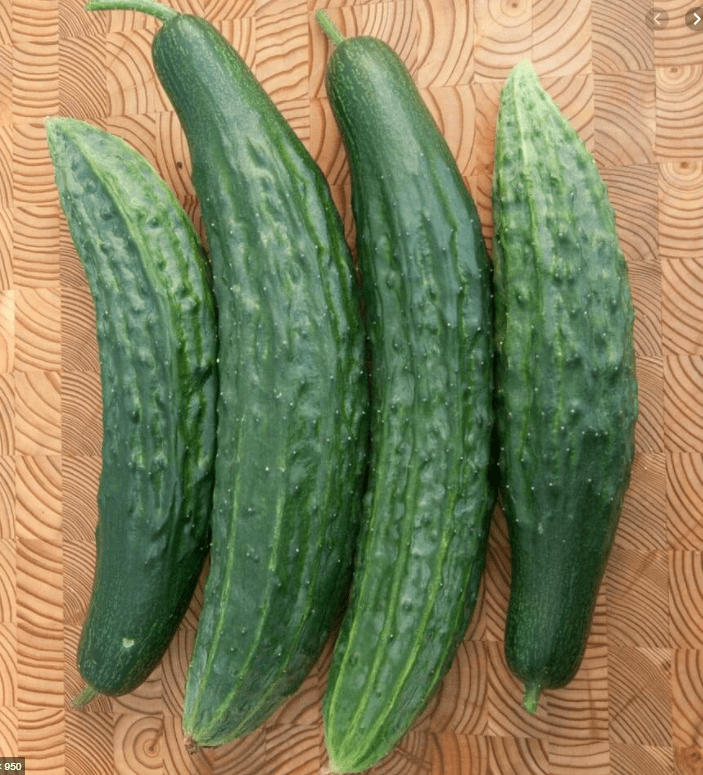 Green Dragon Cucumber, 100 Heirloom Seeds Per Packet, Non GMO Seeds