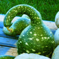 Gourd Speckled Swan Squash Seeds, 15 Heirloom Seeds Per Packet, Non GMO Seeds