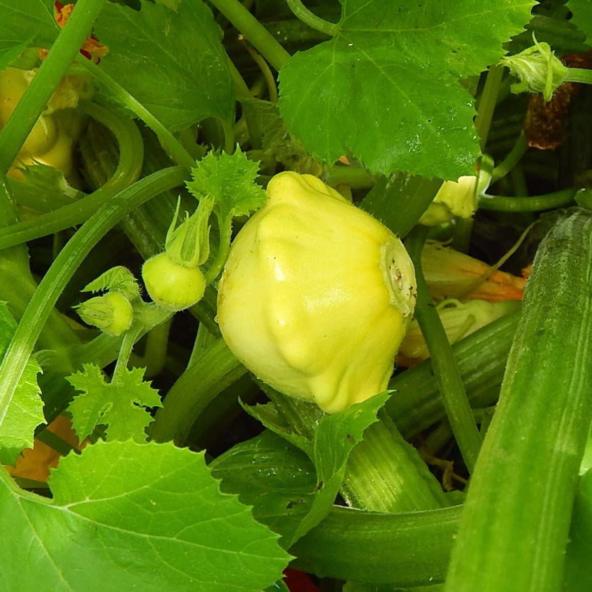 Scallop Yellow Bush Squash, 30 Heirloom Seeds Per Packet, Non GMO Seeds