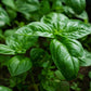 Sweet Basil Herb Garden Seeds, 250+ Heirloom Seeds Per Packet, Non GMO Seeds, Botanical Name: Ocimum basilicum