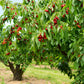 Sweet Cherry Tree Seeds, 20 Seeds Per Packet