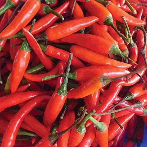 Tabasco Hot Pepper, 100 Heirloom Seeds Per Packet, Non GMO Seeds