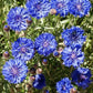Bachelor Button Tall Blue Cornflower Seeds, 200+ Flower Seeds Per Packet, Non GMO & Heirloom Seeds