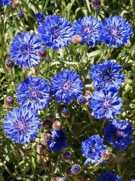 Cornflower / Bachelor Button Seeds - Tall Blue - Packet, Flower Seeds, Eden Brothers