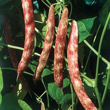 Taylor Dwarf Horticulture Cranberry Bush Bean Seeds, 25+ Heirloom Seeds Per Packet, Non GMO Seeds, Isla's Garden Seeds , Botanical Name: Phaseolus vulgaris, 85% Germination Rates, Great Gift