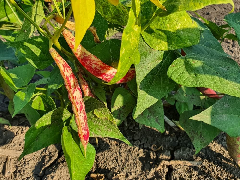 Taylor Dwarf Horticulture Cranberry Bush Bean Seeds, 25+ Heirloom Seeds Per Packet, Non GMO Seeds, Isla's Garden Seeds , Botanical Name: Phaseolus vulgaris, 85% Germination Rates, Great Gift