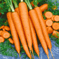 Tendersweet Carrot Seeds, 1200+ Heirloom Seeds Per Packet, Non GMO Seeds, Botanical Name: Daucus Carrota