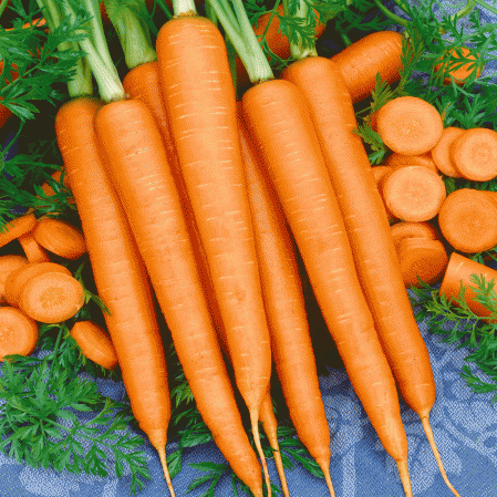 Tendersweet Carrot Seeds, 1200+ Heirloom Seeds Per Packet, Non GMO Seeds, Botanical Name: Daucus Carrota