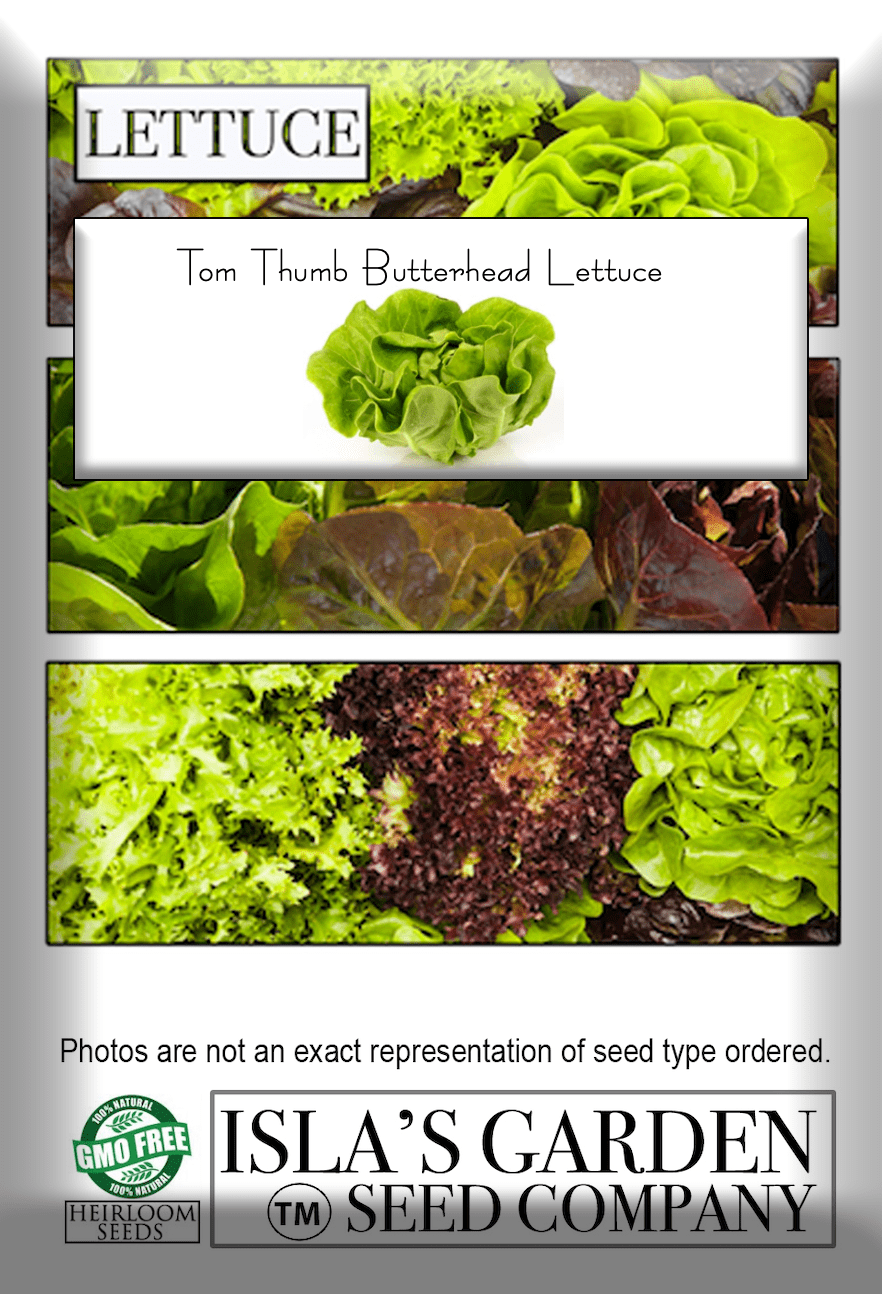 Tom Thumb Butterhead Lettuce Seeds, 1000+ Heirloom Seeds Per Packet, Non GMO Seeds, Botanical Name: Lactuca sativa