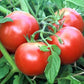 Porter Heirloom Tomato, 200 Heirloom Seeds Per Packet, Non GMO Seeds