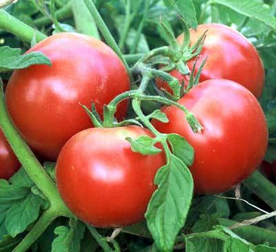 Porter Heirloom Tomato, 200 Heirloom Seeds Per Packet, Non GMO Seeds