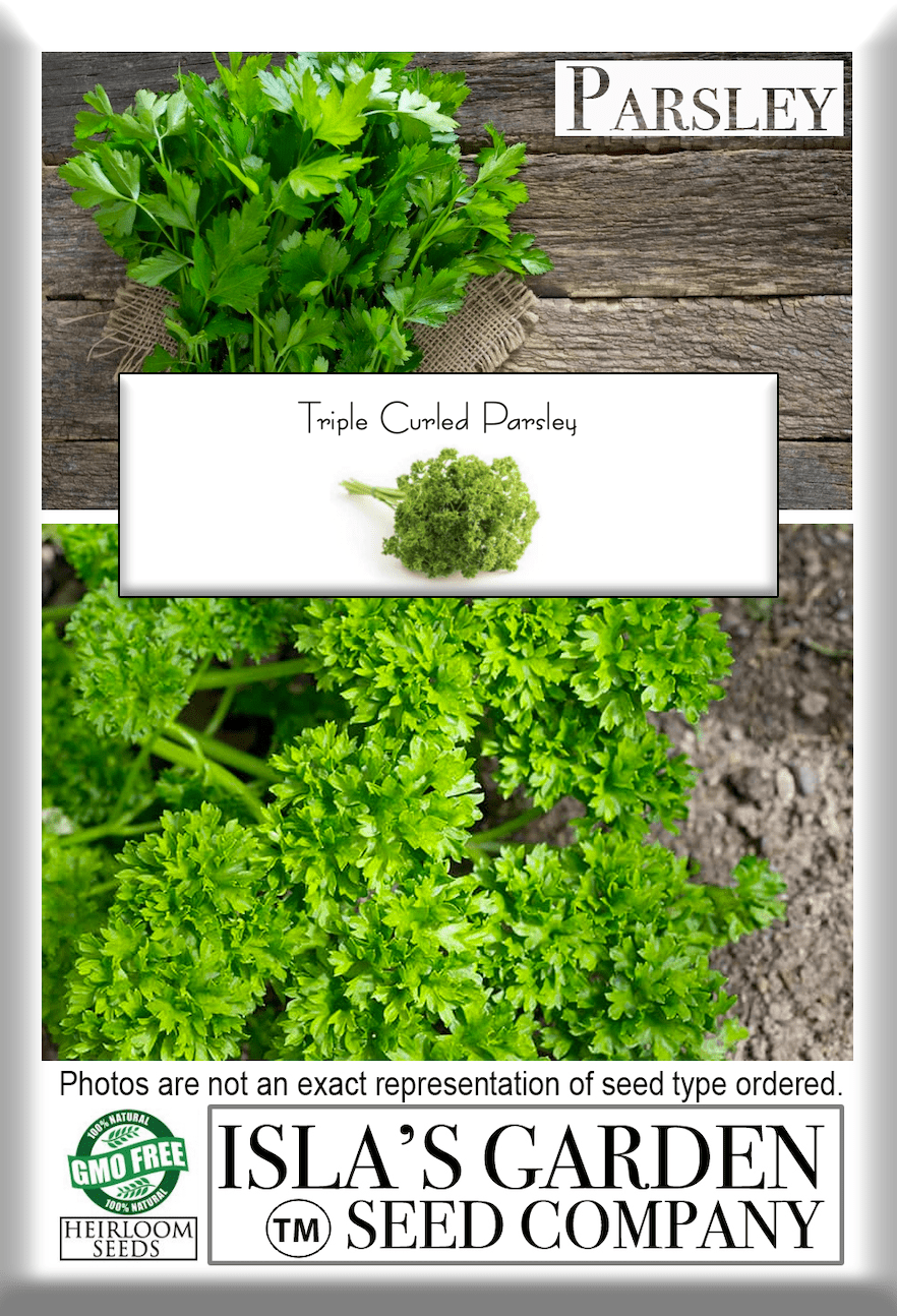 Triple Curled Parsley, 250 Heirloom Seeds Per Packet, Non GMO Seeds