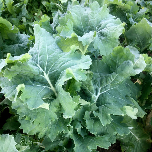Siberian Kale, 1000 Heirloom Seeds Per Packet, Non GMO Seeds