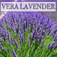 Vera Lavender Seeds, 1000 Heirloom Seeds Per Packet, Non GMO Seeds