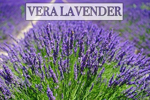 Vera Lavender Seeds, 1000 Heirloom Seeds Per Packet, Non GMO Seeds