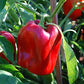 Big Red Bell Peppers, 50 Heirloom Seeds Per Packet, Non GMO Seeds