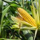 Kandy Corn Seeds, 25 Heirloom Seeds Per Packet, Non GMO Seeds, Botanical Name: Zea mays