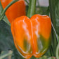 Orange Sun Sweet Pepper Seeds, 100 Heirloom Seeds Per Packet, Non GMO Seeds, Botanical Name: Capsicum annuum