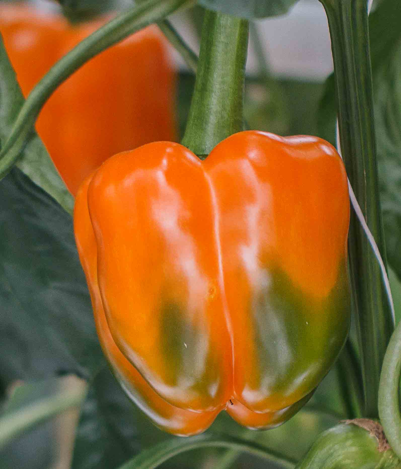 Orange Sun Sweet Pepper Seeds, 100 Heirloom Seeds Per Packet, Non GMO Seeds, Botanical Name: Capsicum annuum