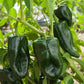 Ancho Hot Pepper Poblano , 50 Heirloom Seeds Per Packet, Non GMO Seeds